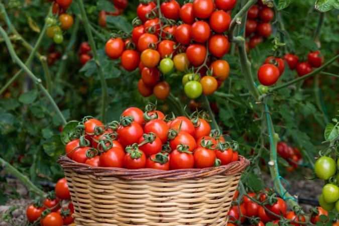 Há diversos tipos e sabores de tomates (Imagem: sadecestock | Shutterstock) -  (crédito: EdiCase)