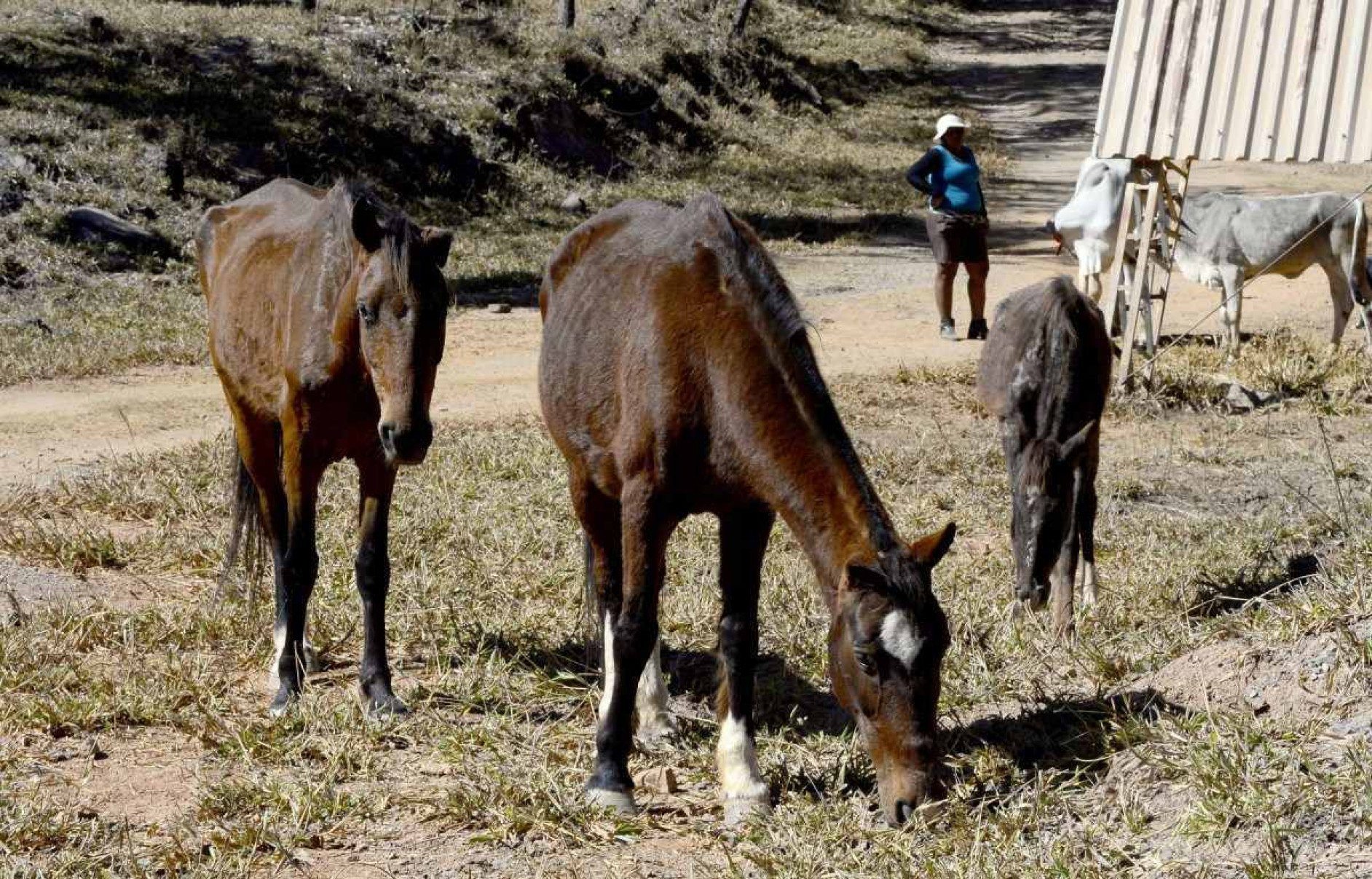 Polo (E), Apolo e Rockis foram adotados por Odalvina 