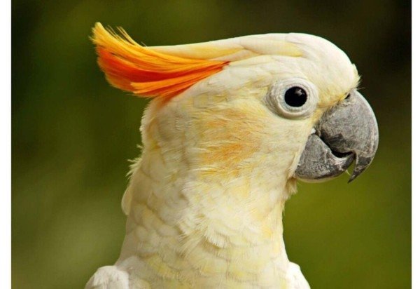 Reprodução/Freepik