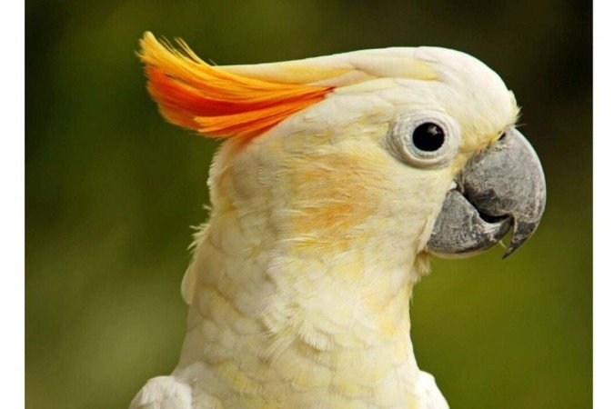 Pesquisadora documentou movimentos rítmicos em 10 das 21 espécies de cacatuas, que parecem dançar por diversão - (crédito: Reprodução/Freepik) Pesquisadora documentou movimentos rítmicos em 10 das 21 espécies de cacatuas, que parecem dançar por diversão - (crédito: Reprodução/Freepik)