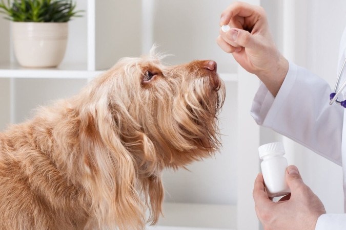 Alguns hábitos simples ajudam a proteger os animais de parasitas intestinais (Imagem: Ground Picture | Shutterstock)  -  (crédito: EdiCase)