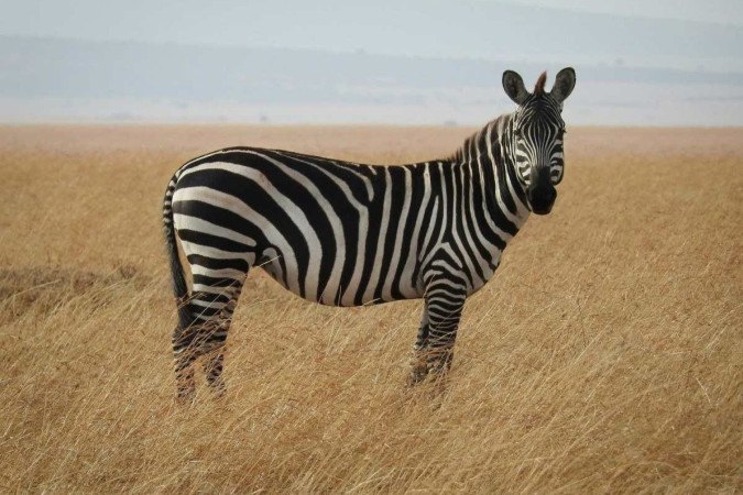 As zebras conseguem manter sua velocidade por até 20 quilômetros -  (crédito: Ron Dauphin/Unsplash)