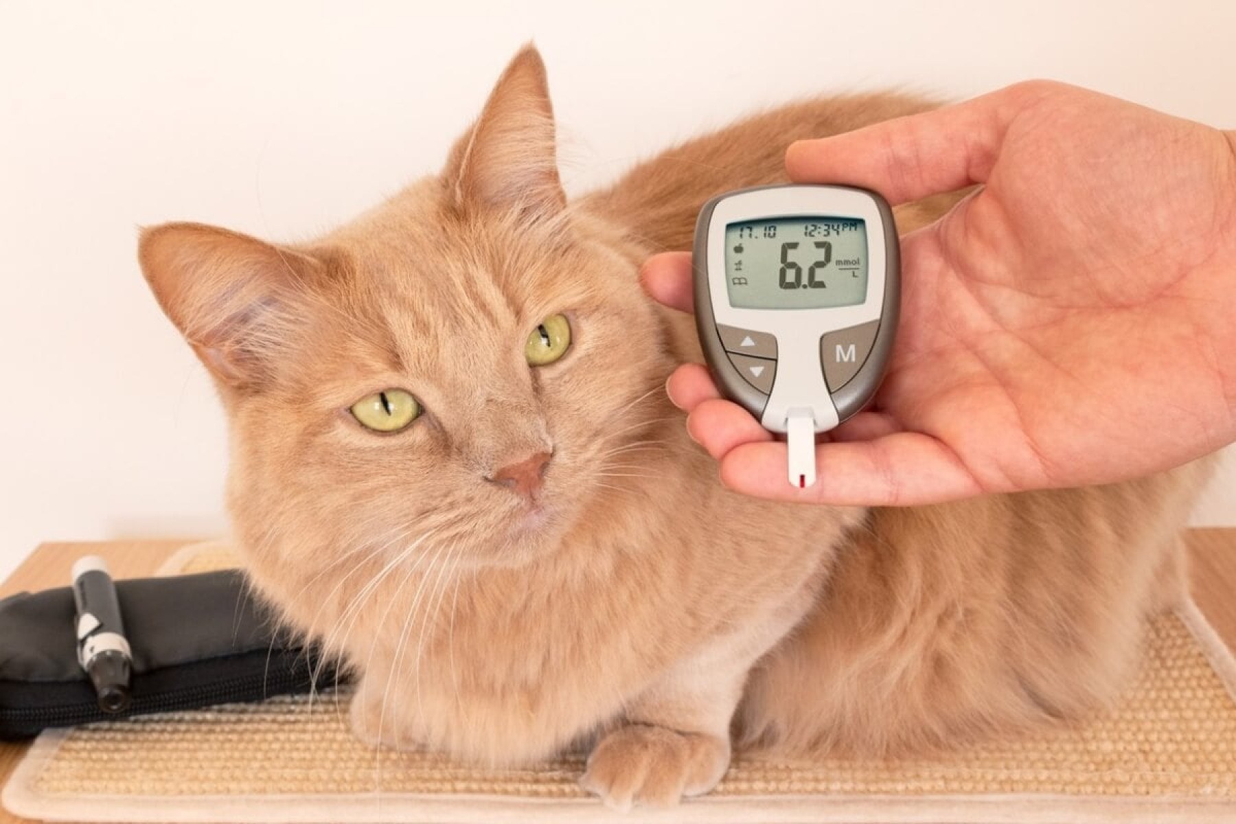 3 cuidados importantes com animais de estimação diabéticos