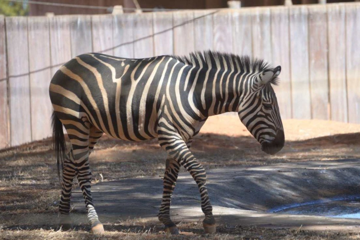 Um zebro na área! Animal chegou ao zoo de Brasília, mas está sem fêmea