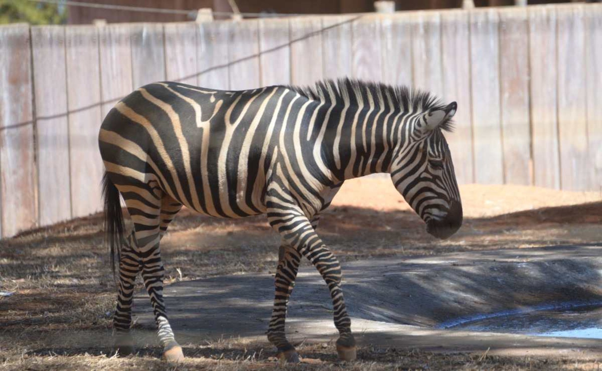 Um zebro na área! Animal chegou ao zoo de Brasília, mas está sem fêmea 