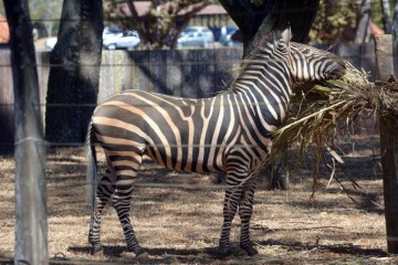  26/07/2024 Credito: Ed Alves/CB/DA.Press. Cidades.  Zoologio de Brasília - Novo morador e atracao ZEBRA Ailin 