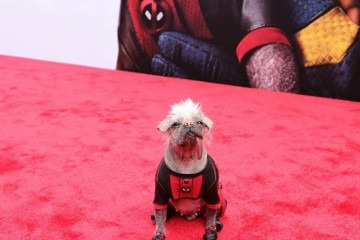 Peggy estreou no cinema em 'Deadpool & Wolverine' -  (crédito: Reprodução/Instagram/@dogpool)