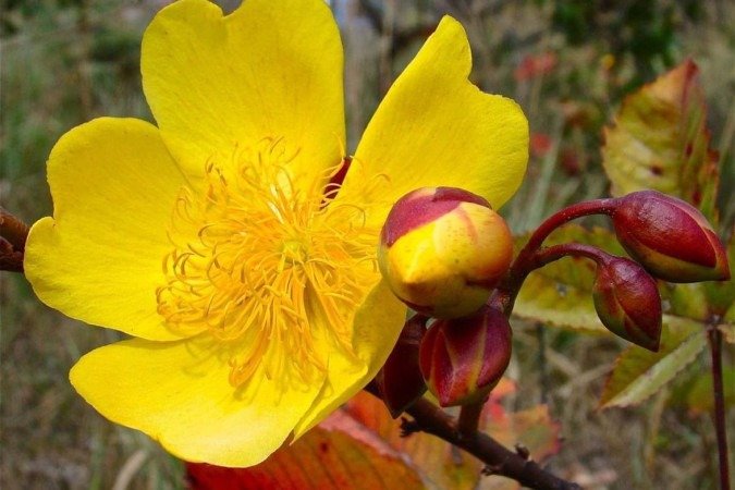 Nativa do cerrado, a planta perde todas as suas folhas na época da seca. 