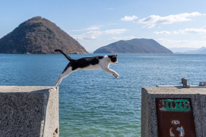 Os gatos têm uma habilidade de saltar incrível e se destacam como verdadeiros acrobatas (Imagem: rai106 | Shutterstock) -  (crédito: EdiCase)