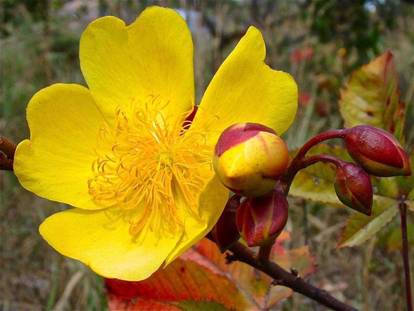 Nativa do cerrado, a planta perde todas as suas folhas na época da seca. 