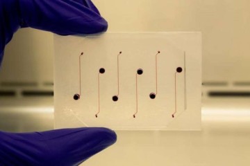 O chip tem microcâmeras que imitam os sistema circulatório  -  (crédito: Texas A&M University)