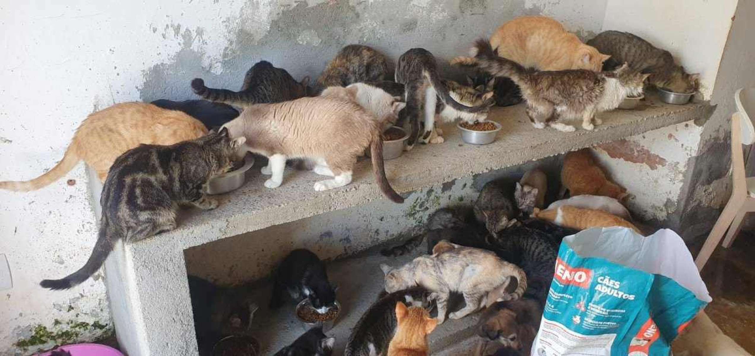 ... que também acolhe mais de 200 gatos no local