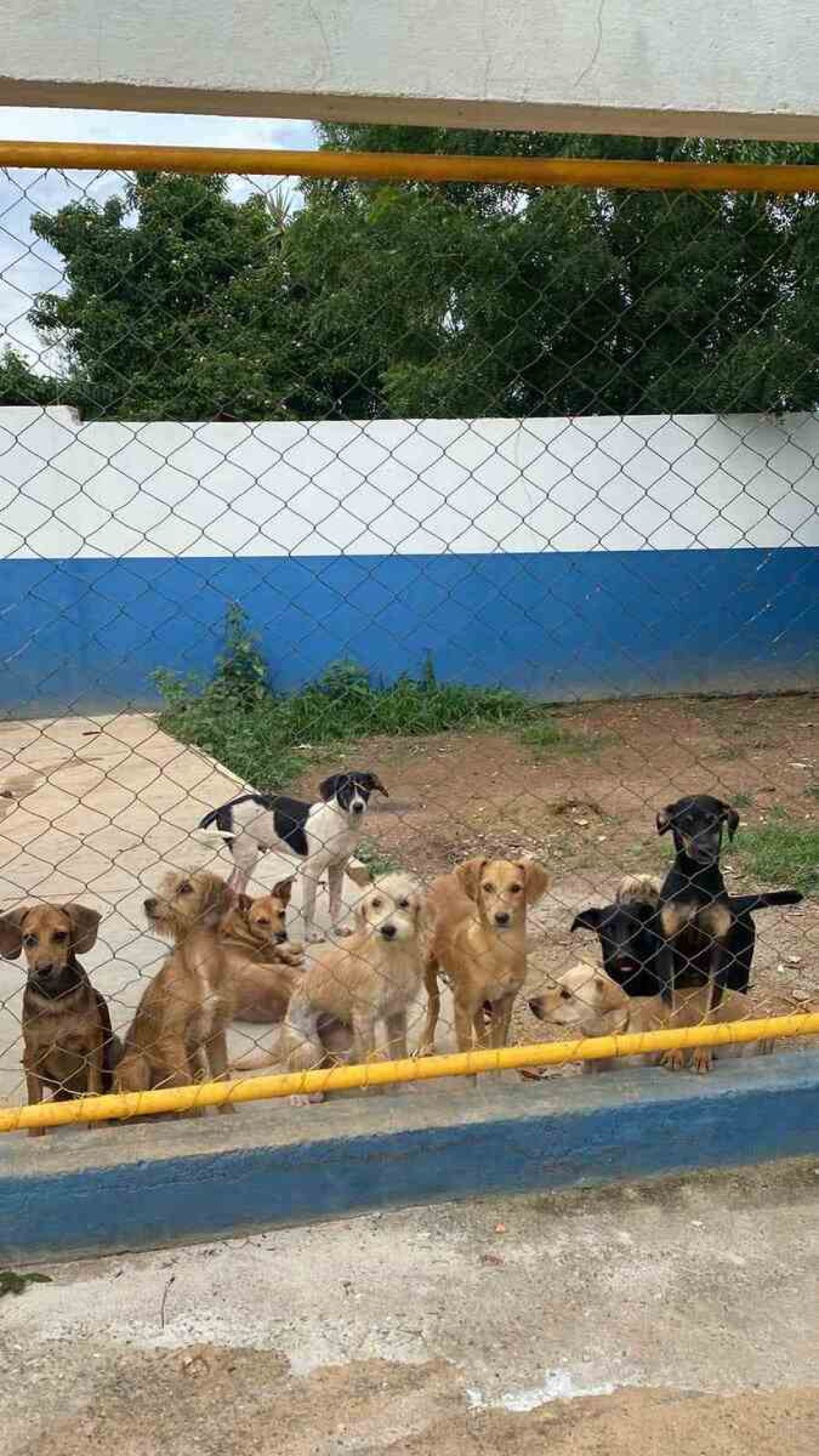 O abrigo hoje conta com mais de 1000 animais hospedados