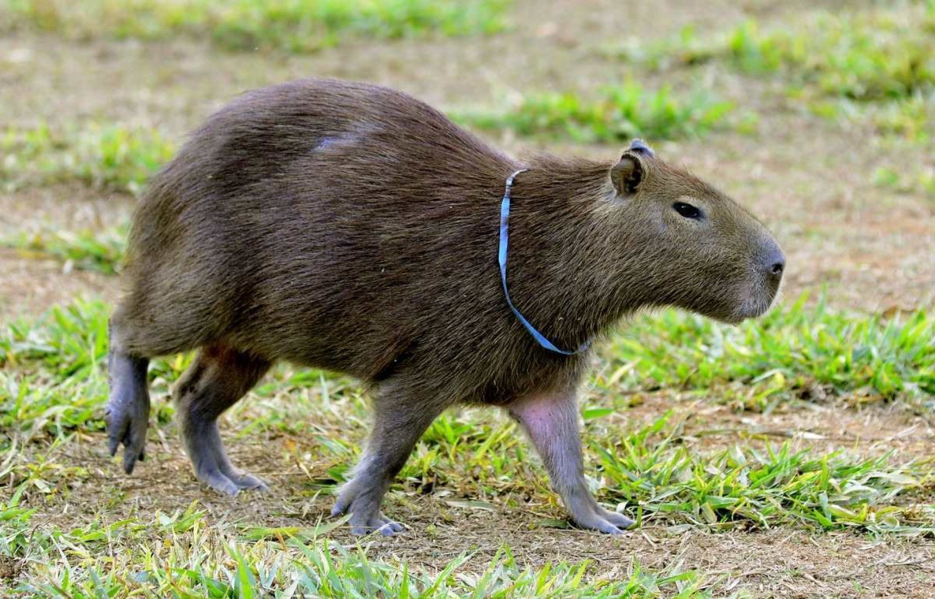 Uma capivara da região foi flagrada pela reportagem com um colar de plástico no pescoço