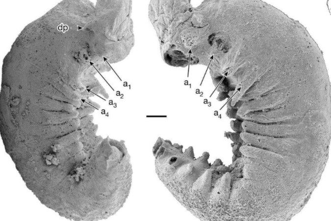 Visão anatômica e microscópica do verme de 520 milhões de anos  -  (crédito: Universidade de Durham, Universidade de Strathclyde, Universidade de Yunnan)