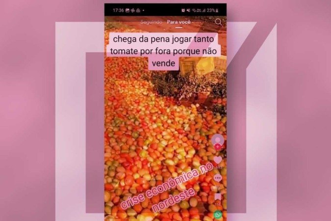 Post com dois vídeos que viralizou no TikTok engana ao afirmar que tomates estão sendo descartados atualmente no Nordeste por conta de uma crise econômica - (crédito: Reprodução/Comprova) Post com dois vídeos que viralizou no TikTok engana ao afirmar que tomates estão sendo descartados atualmente no Nordeste por conta de uma crise econômica - (crédito: Reprodução/Comprova)