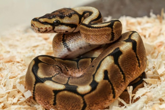 As cobras são répteis com hábitos interessantes (Imagem: bluedog studio | Shutterstock) -  (crédito: EdiCase)