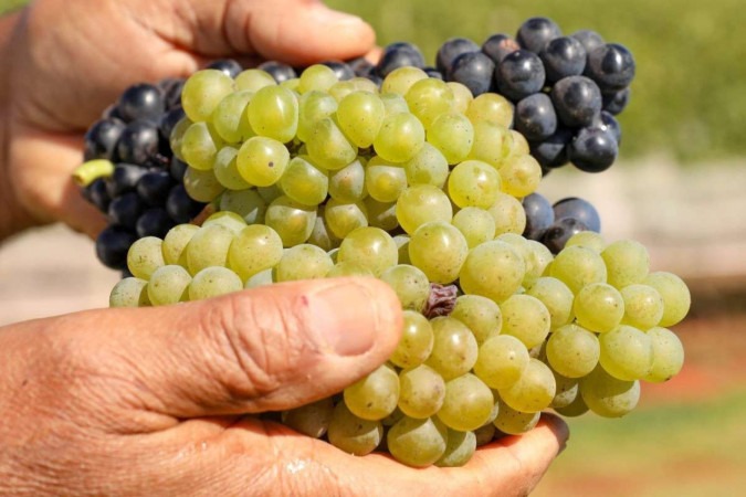 Uvas podem ser adquiridas e degustadas no evento, que começou ontem -  (crédito: Paulo H. Carvalho/Agência Brasília)