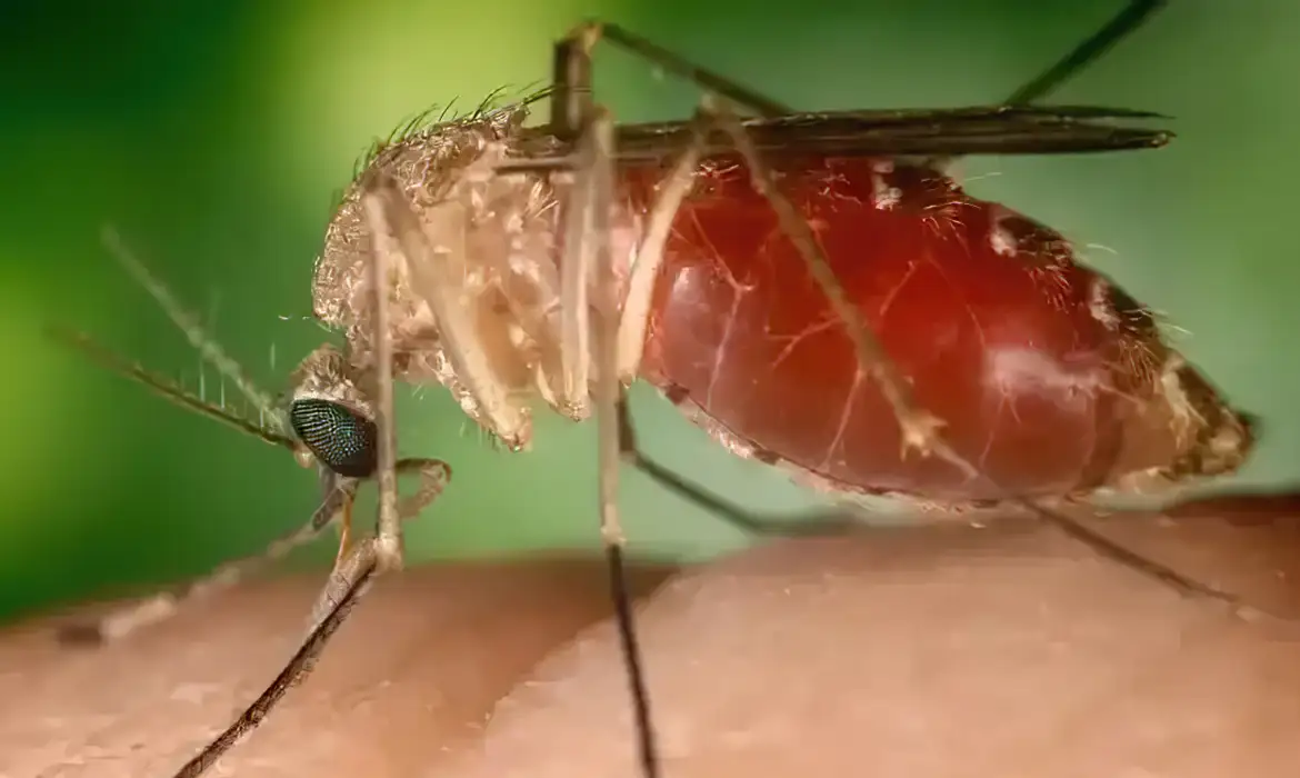 Opas eleva risco de febre do Oropouche nas Américas para alto -  (crédito: EBC)