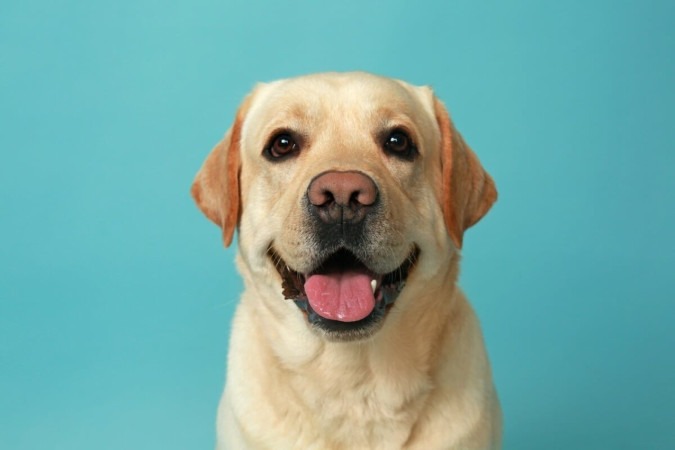 As características marcantes dos cachorros tornam eles ainda mais fofos e encantadores (Imagem: Pixel-Shot | Shutterstock)  -  (crédito: EdiCase)