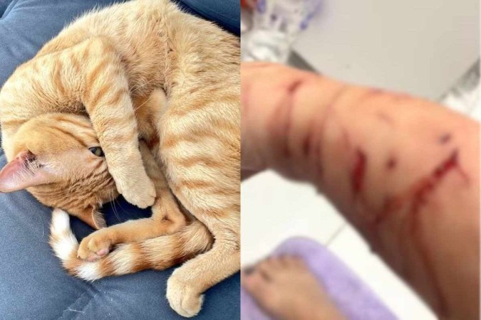 Gato Thor teria se isolado na área de serviço após atacar a tutora -  (crédito: Reprodução/Internet)