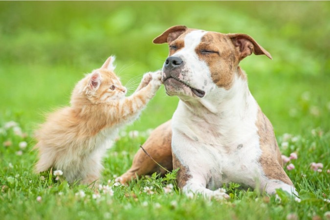 Doenças cardiovasculares também podem afetar a saúde dos pets (Imagem: Rita_Kochmarjova | Shutterstock) -  (crédito: EdiCase)