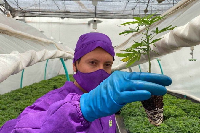 Luisa Fernanda Gaitán verifica a qualidade das flores de cannabis que sua empresa vai exportar à Alemanha e à Suíça -  (crédito: Leandro Prazeres/BBC News Brasil)