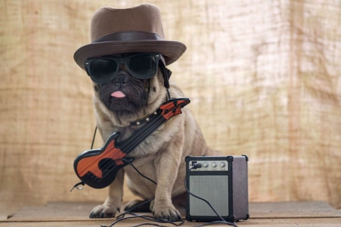 Artistas do rock podem servir de inspiração para o nome do seu cachorro (Imagem: Ezzolo | Shutterstock) -  (crédito: EdiCase)