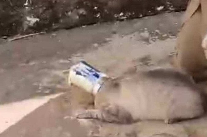 Vídeo: gato prende cabeça em lata e é resgatado após ficar sem ar