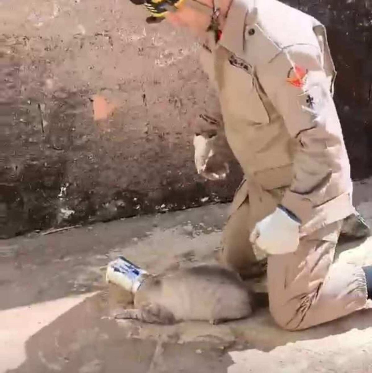 Gato prende cabeça em lata e é resgatado após ficar sem ar; veja o vídeo