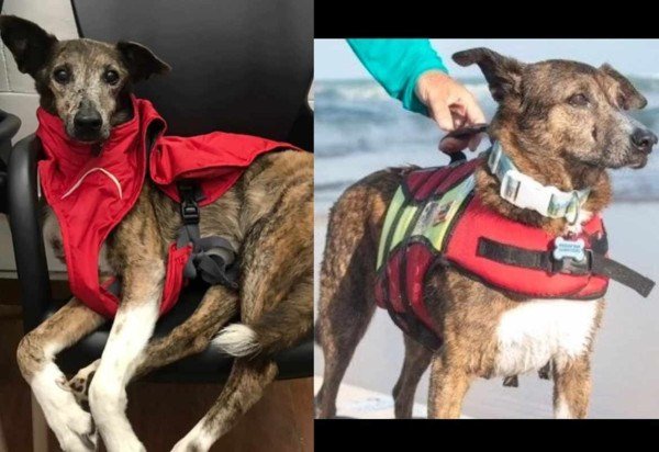 Reprodução/Instagram/@parafinasurfdog