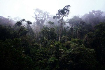  Parque Nacional de Itatiaia, RJ.
     -  (crédito:  João P. Burini /Wikimedia )