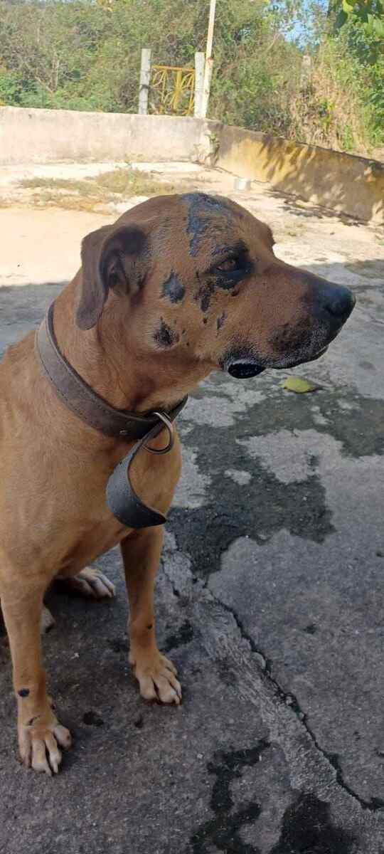 Alguns animais, como Morfeu, tem dificuldades para confiar em humanos após os traumas