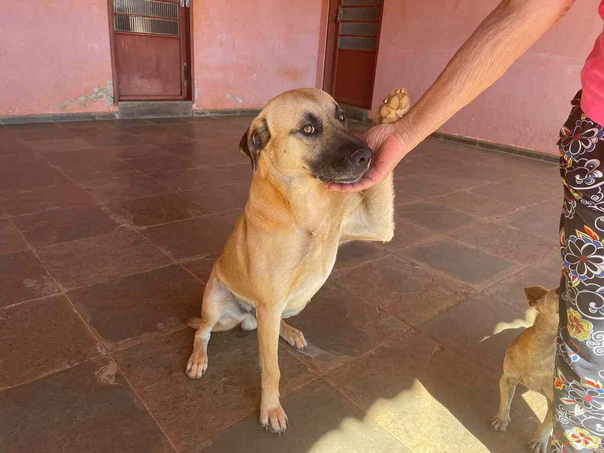 Leão demonstra gratidão a sua nova tutora após ser resgatado