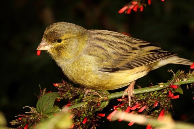 Os canários são uma das aves mais populares no Brasil (Imagem: Marcos Flavio | Shutterstock)  -  (crédito: EdiCase)