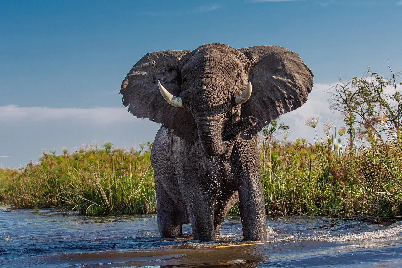 Um dos animais mais conhecidos e impressionantes do mundo, com certeza, é o elefante. Imponente, ele chama a atenção pelo seu peso e tamanho, além de ter um jeito, de certa forma, inocente para um animal tão grandioso.  -  (crédito: Geschenkpanda por Pixabay )