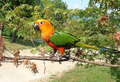 Uma jandaia, espécie de pássaro que é um dos símbolos do Ceará, voltou a aparecer em Fortaleza, capital do estado, animando biólogos e defensores da natureza. A ave também existe no Pará, Maranhão, Roraima ,Piauí, Pernambuco e Goiás. Mas corre risco de extinção em certas regiões.  -  (crédito: GIANNIZZZERO  wikimedia commons )
