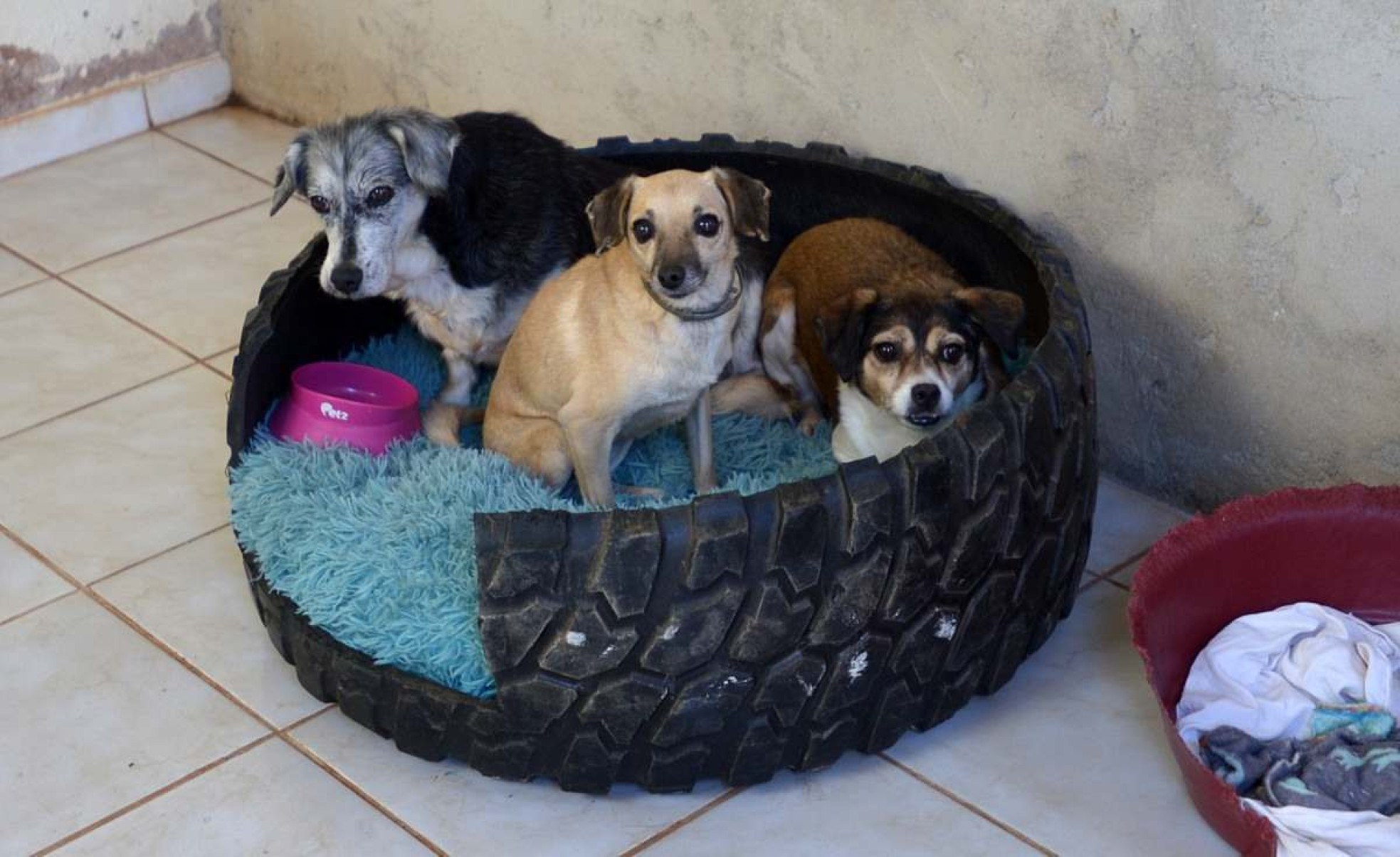 Conheça ONGs do DF que acolhem animais abandonados e promovem adoções