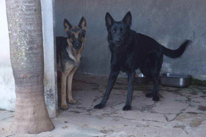 Os pastores Ravena e Sírios foram abandonados juntos e estão disponíveis na Toca Segura 