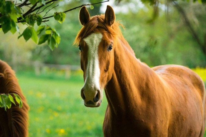 Cavalos têm inteligência para se planejar e criar estratégias, revela novo estudo -  (crédito: BBC Geral)