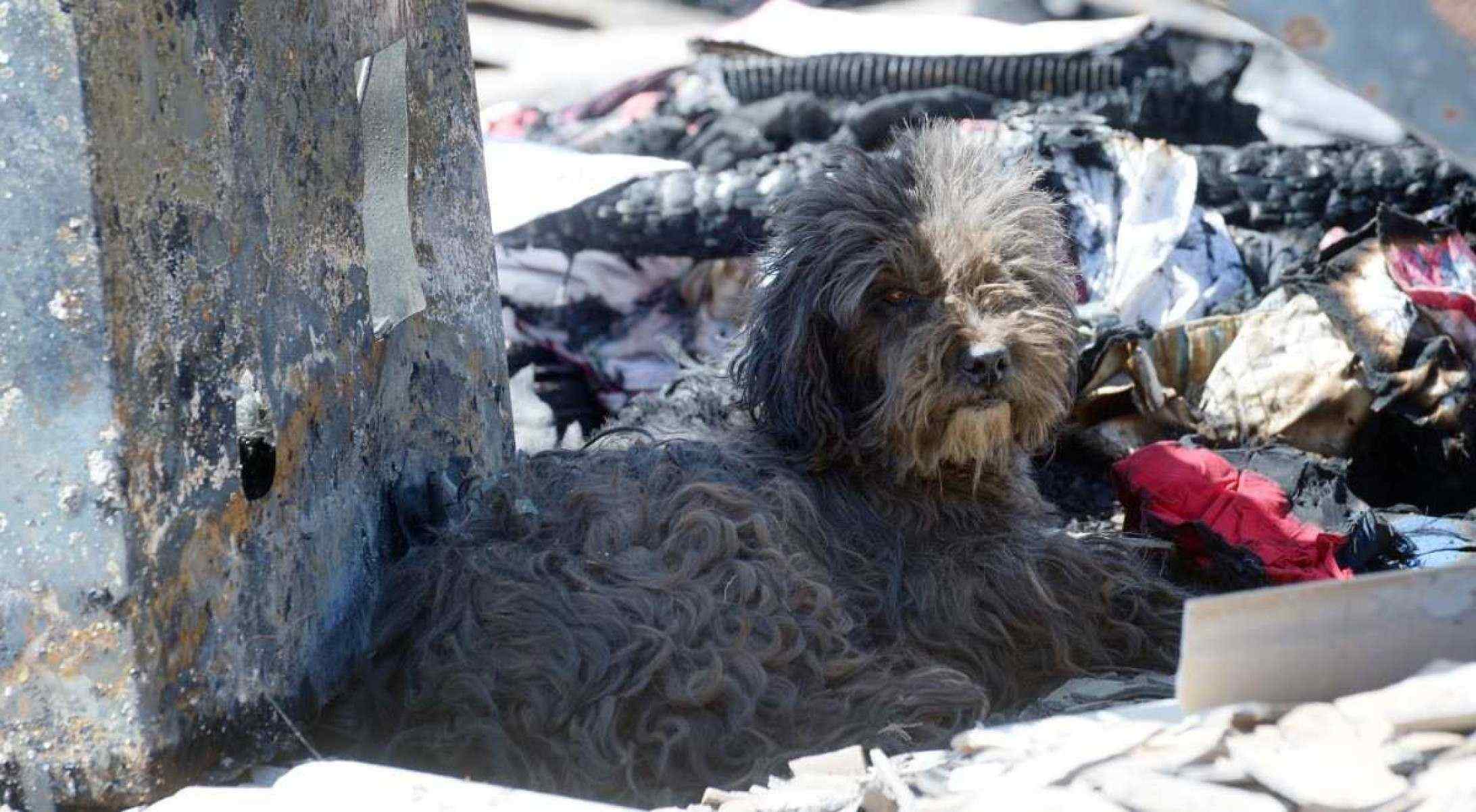 Um dos cães da família ficou deitado em meio aos escombros da tragédia