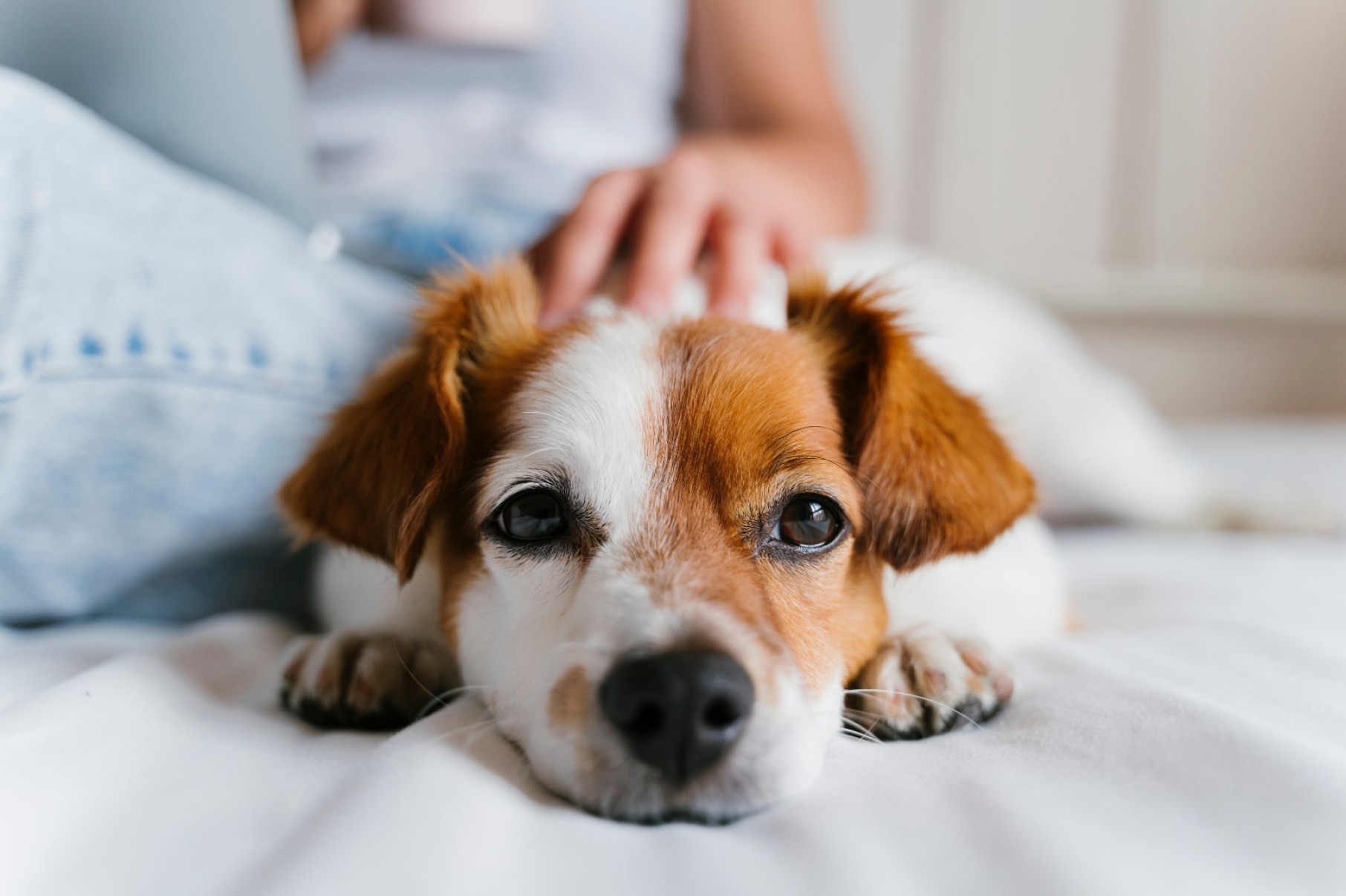 Influenza canina: cães também podem ficar gripados -  (crédito: DINO)