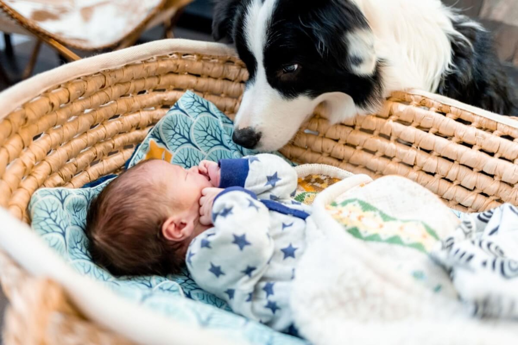 Alguns cuidados são importantes para ajudar o cachorro a se adaptar ao bebê (Imagem: Leszek Glasner | Shutterstock) -  (crédito: EdiCase)