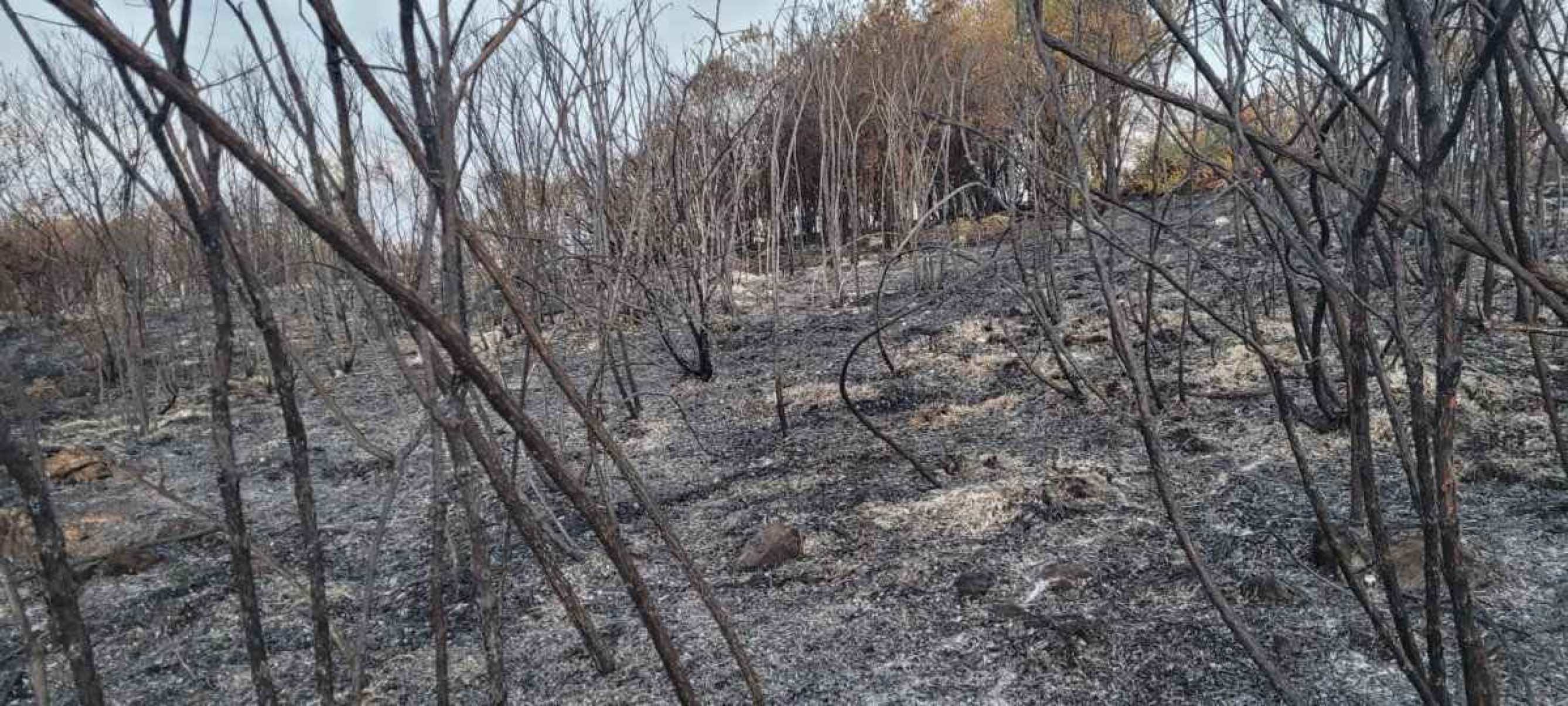 Incêndio no Cerrado consome propriedades rurais no Lago Oeste, próximo ao Parque Nacional de Brasília