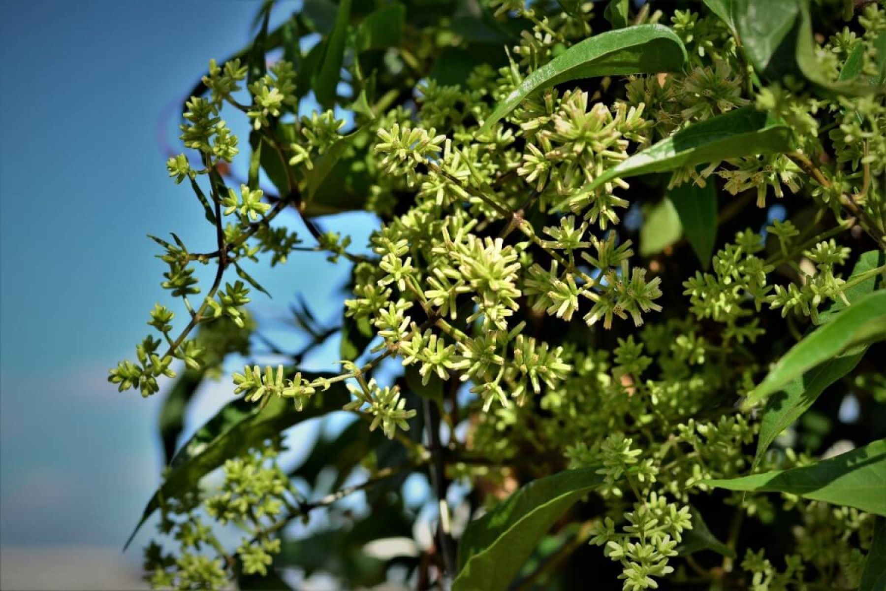 O guaco é uma planta medicinal de origem sul-americana e tem diversos benefícios para a saúde (Imagem: NANCY AYUMI KUNIHIRO | Shutterstock) -  (crédito: EdiCase)