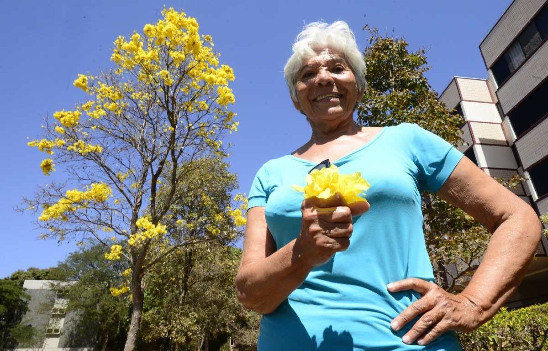 Maria de Fatima Silva conta que, nos próximos dias, a 402 Norte se tornará um tapete amarelo: um espetáculo