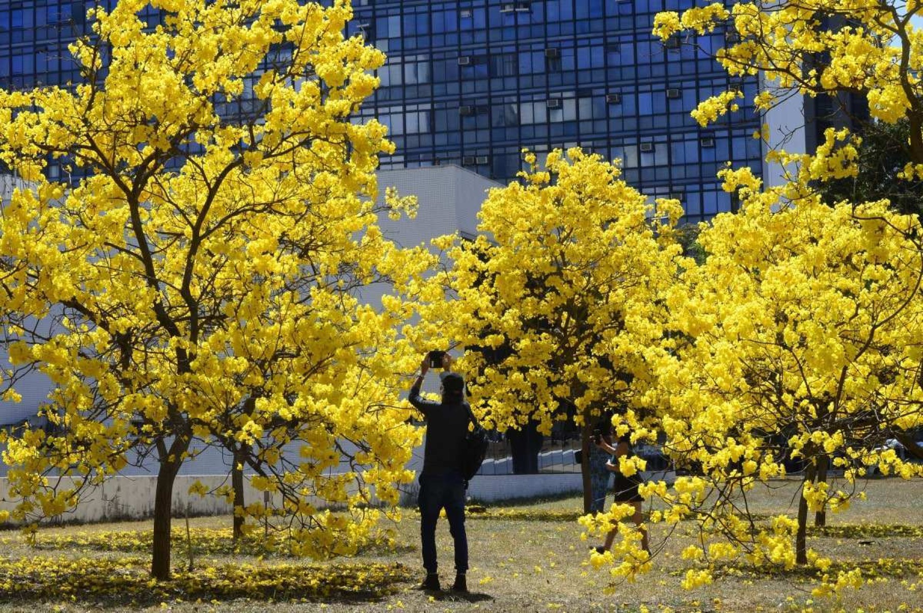 Inicio da florada do ipê-amarelo no Setor de Autarquias Sul