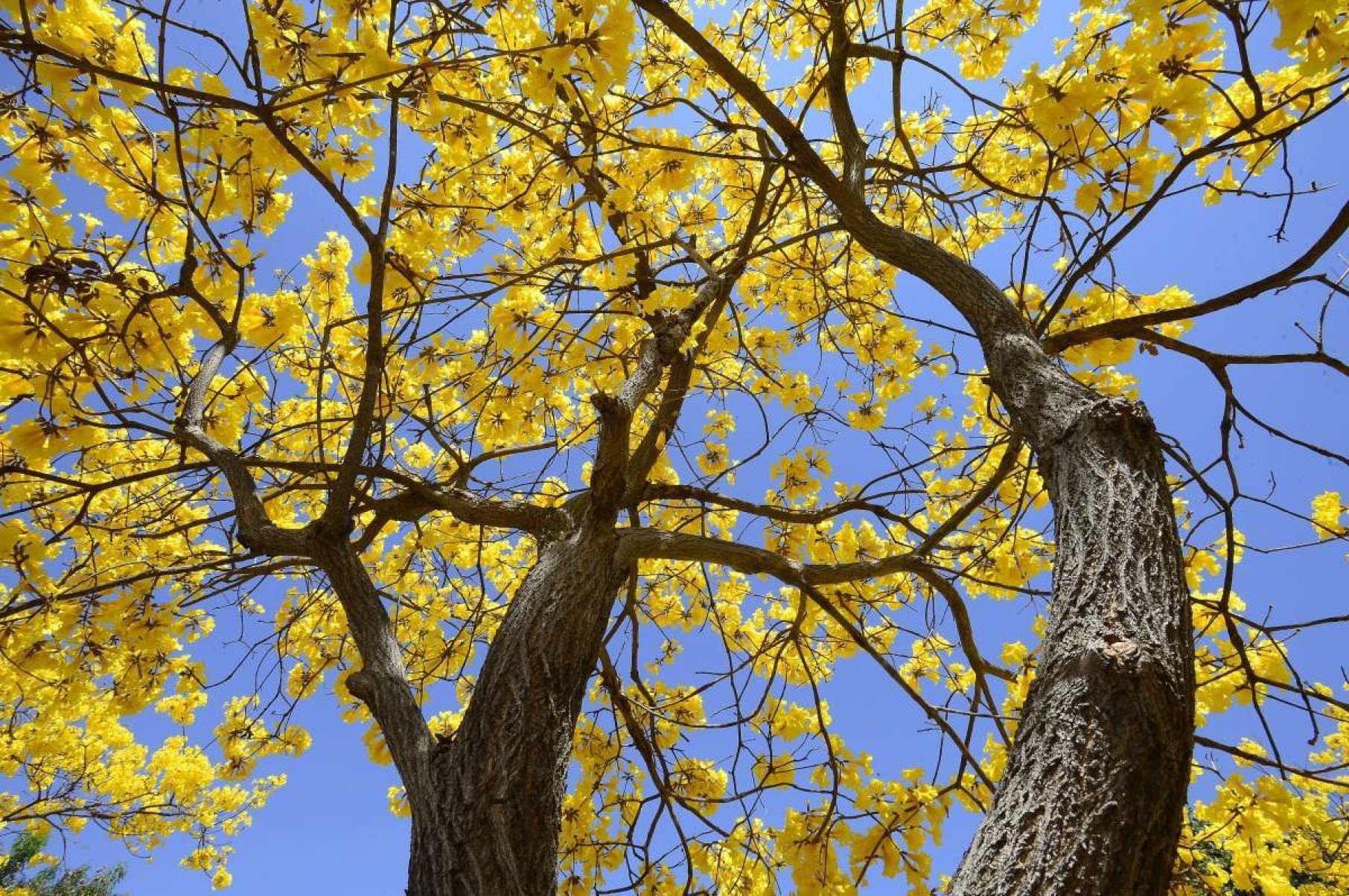  Florecem ipês amarelo no Setor de Autarquias Sul