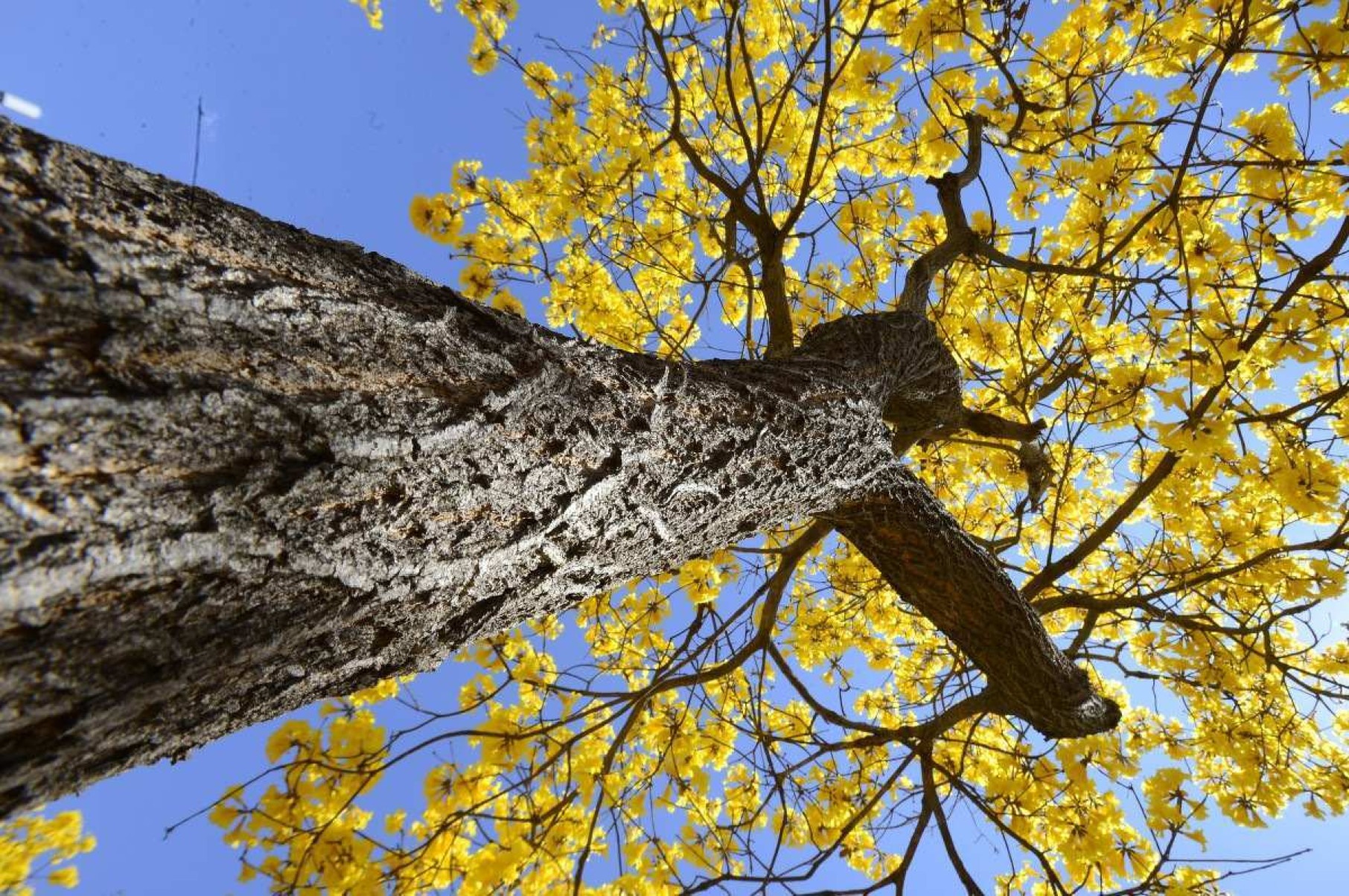 Florada do Ipê Amarelo colore a paisagem da cidade