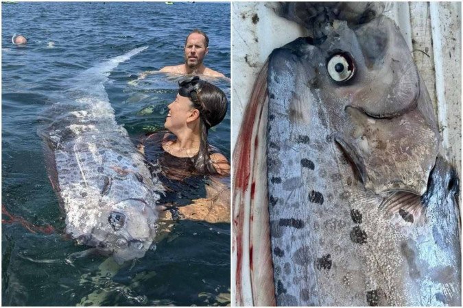 Mergulhadores encontraram o animal morto -  (crédito: Reprodução/Instagram/@scripps_ocean)